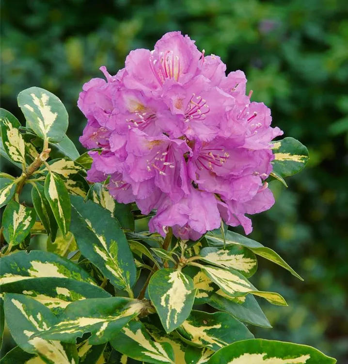 Rhododendron-Hybride 'Blattgold'