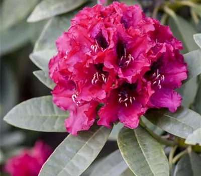 Kalktoleranter Rhododendron