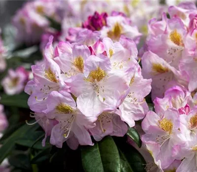 Rhododendron-Hybride 'Brigitte'