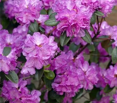 Karolina-Rhododendron 'P.J. Mezitt'