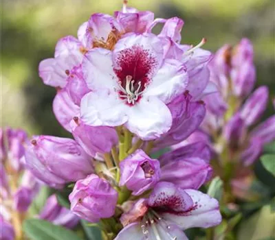 Rhododendron-Hybride 'Cassata'