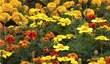 Zum Vergrößern klicken Bildvorschau