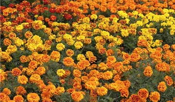 Zum Vergrößern klicken Bildvorschau