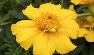 Zum Vergrößern klicken Bildvorschau