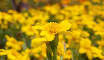 Zum Vergrößern klicken Bildvorschau