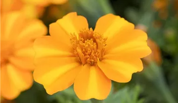 Zum Vergrößern klicken Bildvorschau