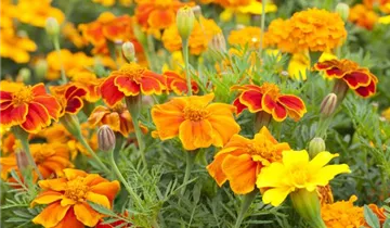 Zum Vergrößern klicken Bildvorschau