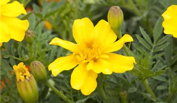 Zum Vergrößern klicken Bildvorschau