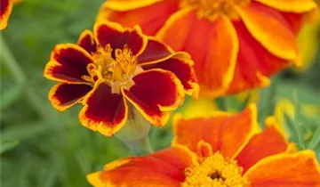 Zum Vergrößern klicken Bildvorschau