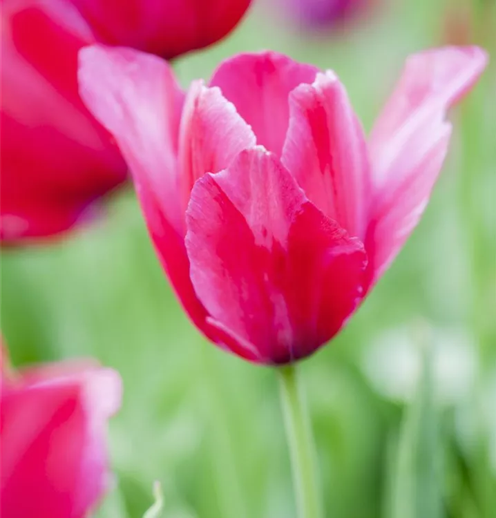 Garten-Tulpe