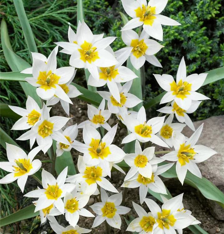 Turkestan-Tulpe
