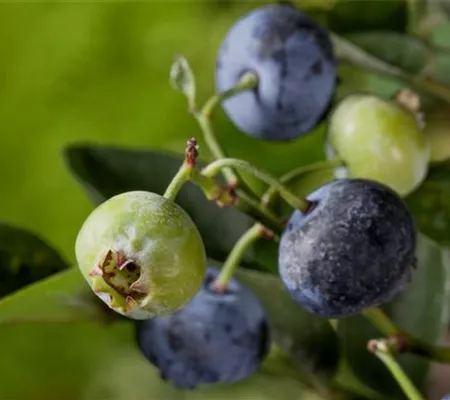 Heidelbeeren – die blauen Super-Beeren Heidelbeeren – die blauen Super-Beeren