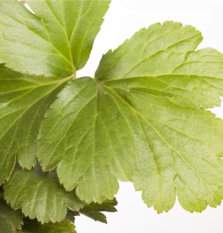 Dreiblättrige Waldsteinie