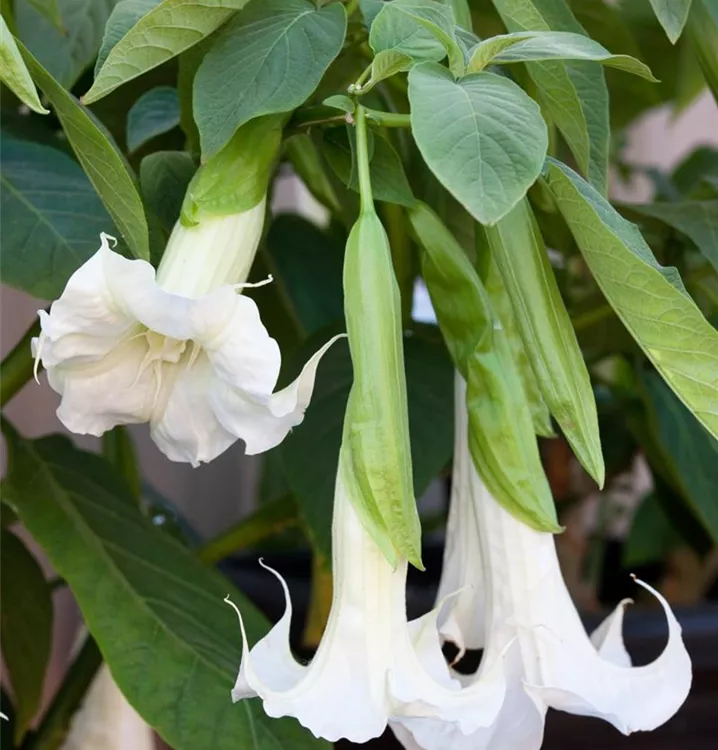 Brugmansia