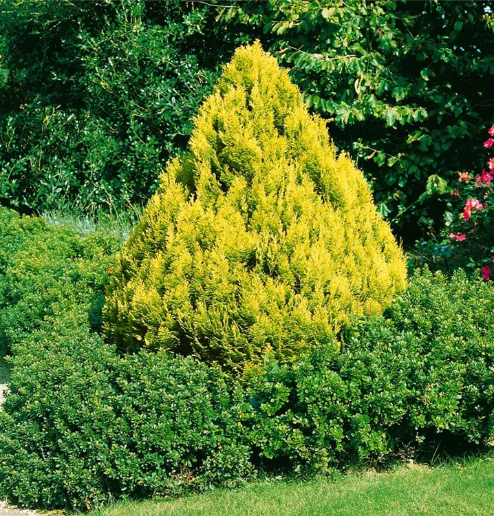 Gelbe Kissenzypresse 'Minima Aurea'