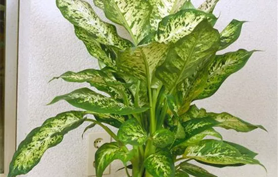 Dieffenbachia