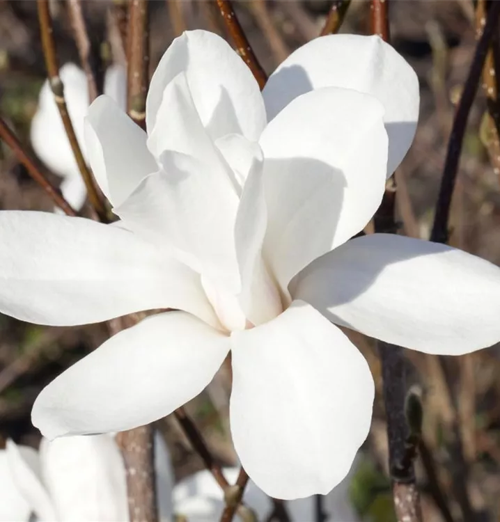 Sternmagnolie