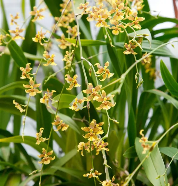 Oncidium