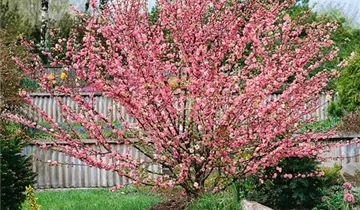 Zum Vergrößern klicken Bildvorschau