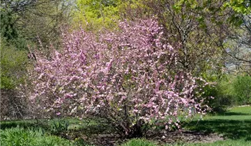 Zum Vergrößern klicken Bildvorschau