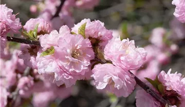 Zum Vergrößern klicken Bildvorschau