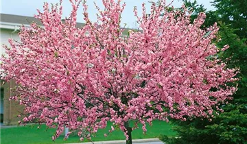 Zum Vergrößern klicken Bildvorschau