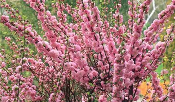 Zum Vergrößern klicken Bildvorschau