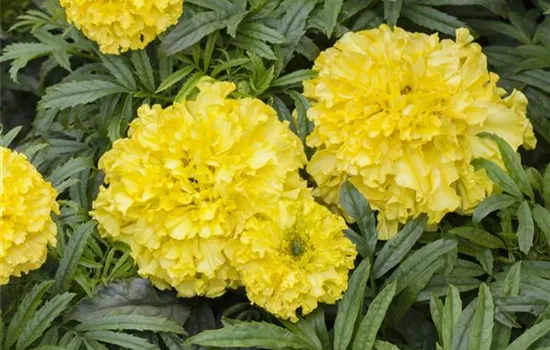 Aufrechte Studentenblume Aufrechte Studentenblume