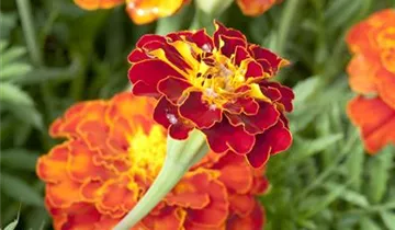 Zum Vergrößern klicken Bildvorschau