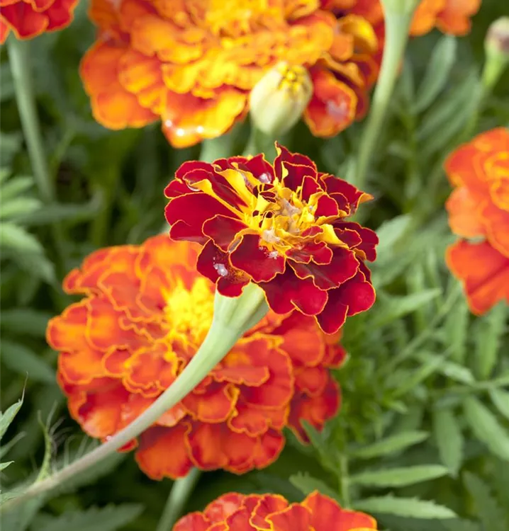 Niedrige Studentenblume Niedrige Studentenblume