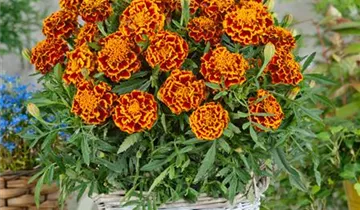 Zum Vergrößern klicken Bildvorschau