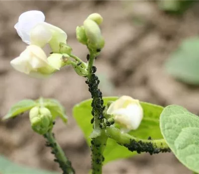 Blattläuse an Bohnen