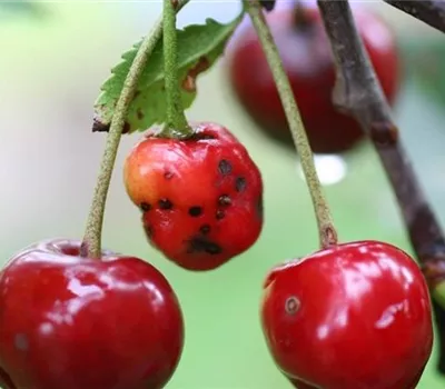 Schrotschusskrankheit bei Sauerkirschen