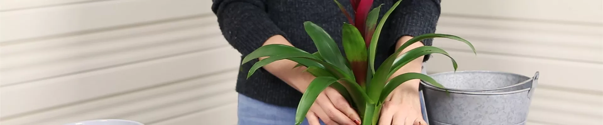 Bromelie - Einpflanzen in ein Gefäß (Thumbnail).jpg Bromelie - Einpflanzen in ein Gefäß (Thumbnail).jpg