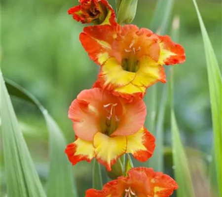 Gladiolen überwintern: Vorbereitung und Lagerung Gladiolen überwintern: Vorbereitung und Lagerung