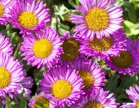 Feinstrahl - Einpflanzen im Garten Feinstrahl - Einpflanzen im Garten