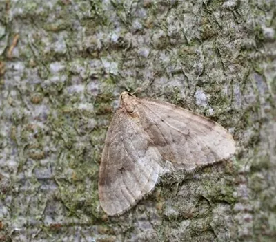 Frostspanner an Sauerkirschen