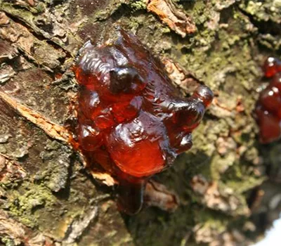 Gummifluss an Sauerkirschen