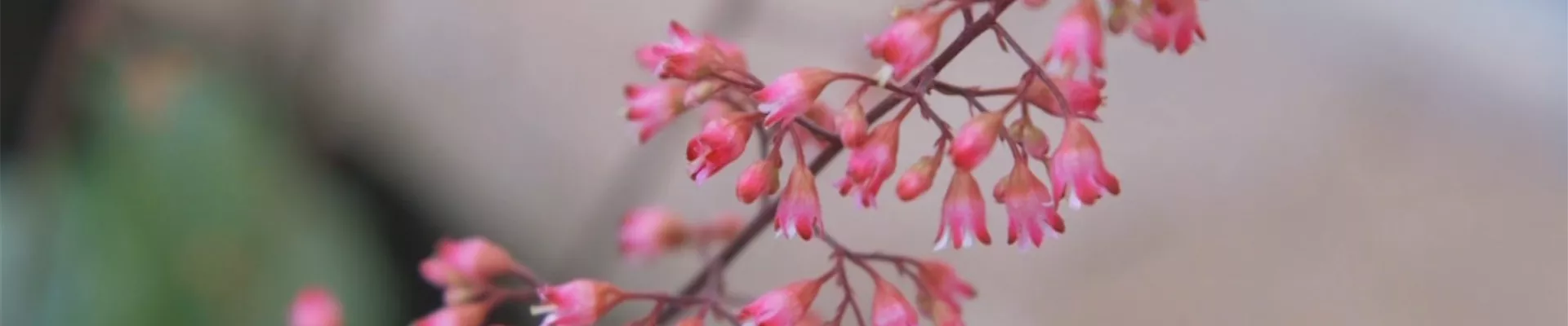 Echtes Purpurglöckchen (Heuchera)- Einpflanzen im Garten (Thumbnail).jpg Echtes Purpurglöckchen (Heuchera)- Einpflanzen im Garten (Thumbnail).jpg