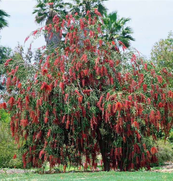 Hängender Zylinderputzer