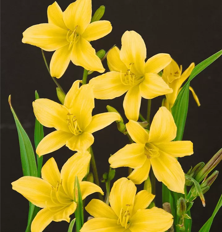 Zitronengelbe Taglilie