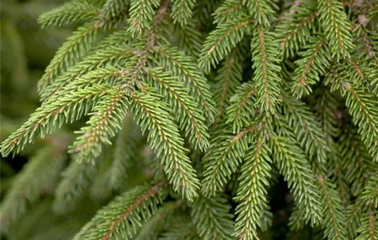 Orientalische Fichte 'Aureospicata'