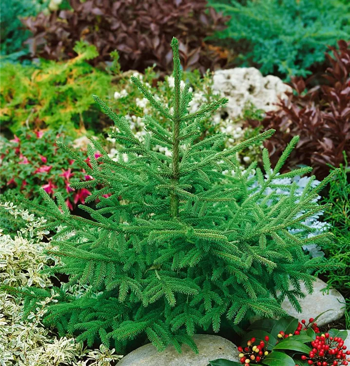 Orientalische Fichte 'Golden Start'