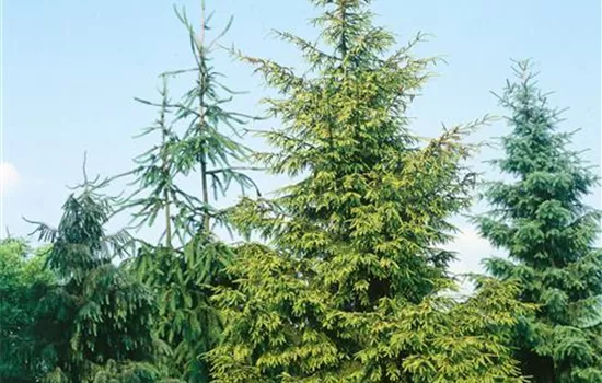 Orientalische Fichte 'Skylands'