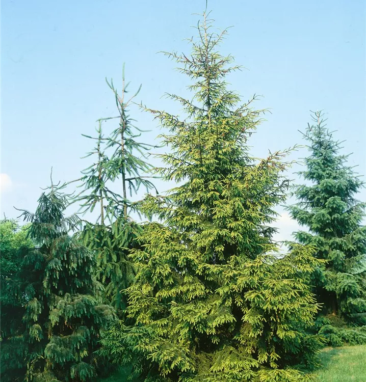 Orientalische Fichte 'Skylands'