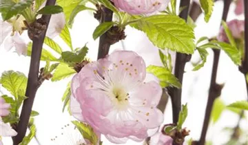 Zum Vergrößern klicken Bildvorschau