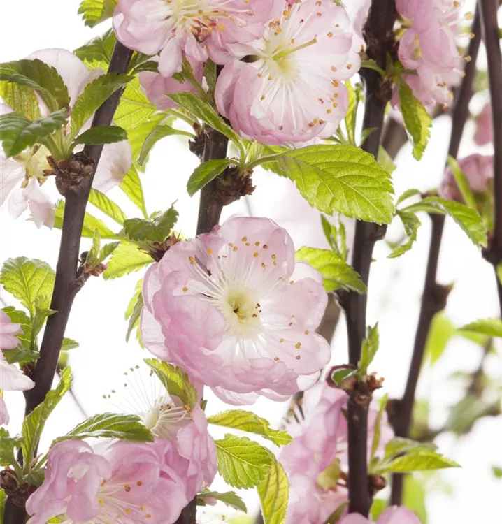 Mandelbäumchen Mandelbäumchen