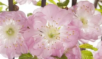 Zum Vergrößern klicken Bildvorschau