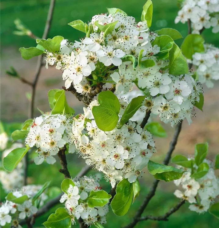 Chinesische Birne 'Chanticleer'