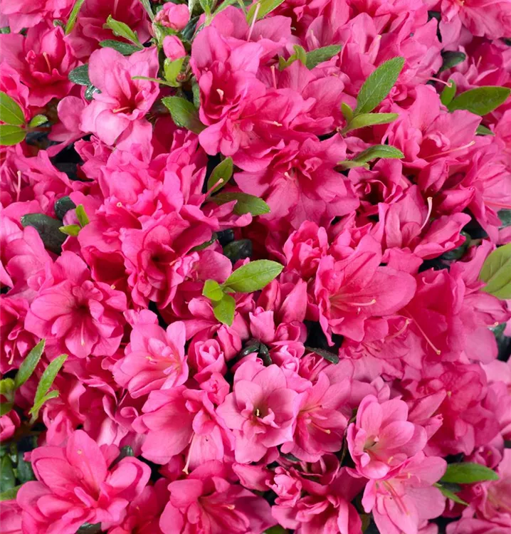 Japanische Azalee, Stamm